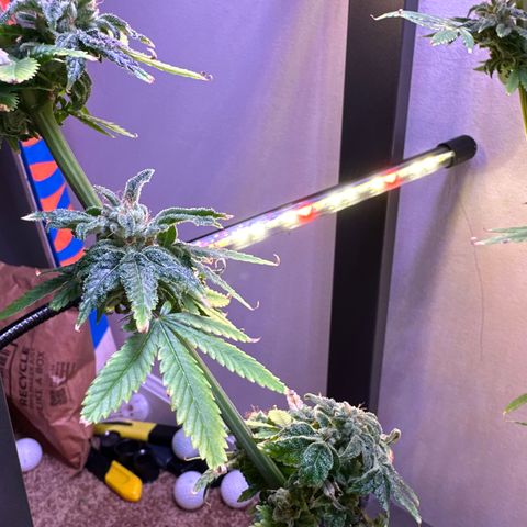 HG#1 growlog timeline photo
