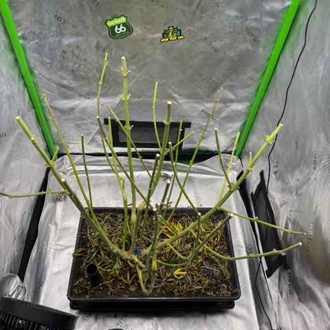 White Truffle Auto #1 growlog timeline photo