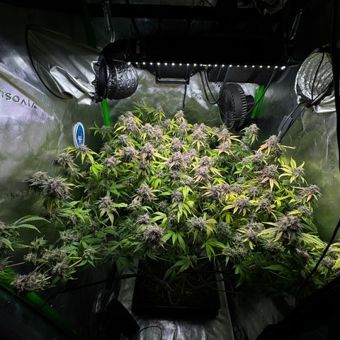 White Truffle Auto #1 growlog timeline photo