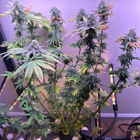 HG#1 growlog timeline photo