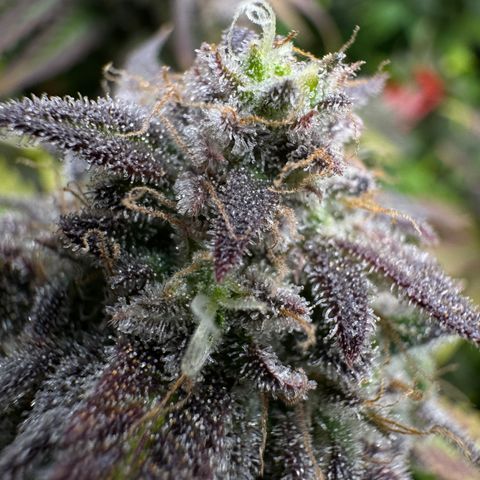White Truffle Auto #1 growlog timeline photo