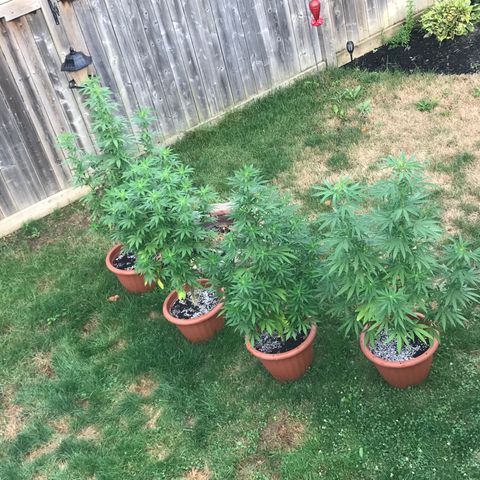 Wedding Cake (topped) growlog timeline photo
