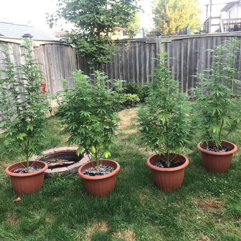 Wedding Cake (topped) growlog timeline photo