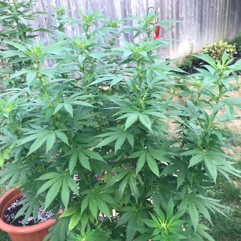 Wedding Cake (topped) growlog timeline photo