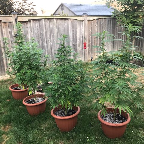 Wedding Cake (topped) growlog timeline photo