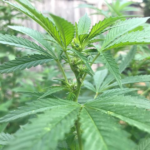 Wedding Cake (topped) growlog timeline photo