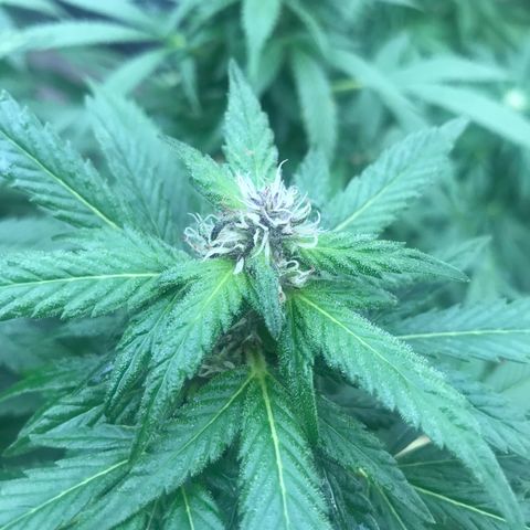Wedding Cake (topped) growlog timeline photo