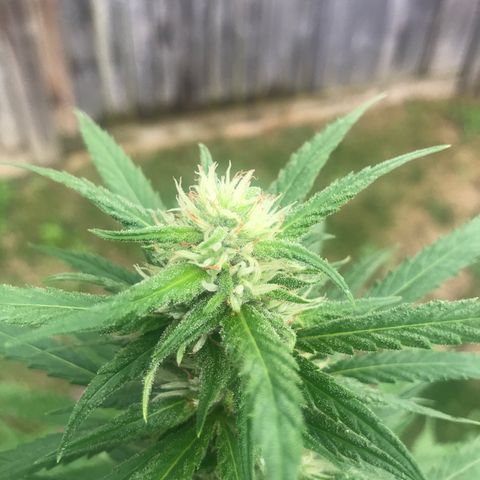 Wedding Cake (topped) growlog timeline photo
