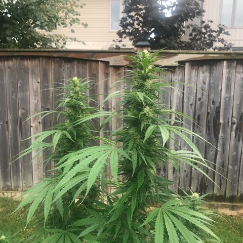 Wedding Cake (topped) growlog timeline photo