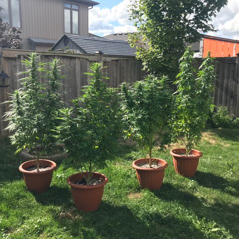 Wedding Cake (topped) growlog timeline photo