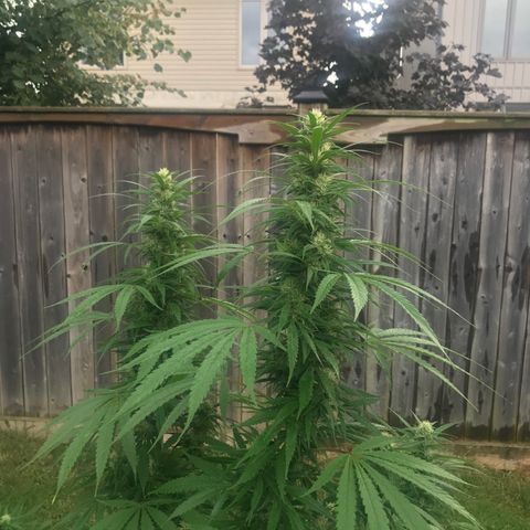 Wedding Cake (topped) growlog timeline photo