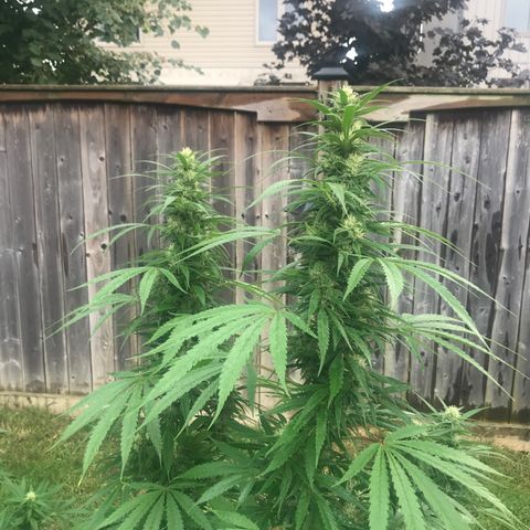 Wedding Cake (topped) growlog timeline photo