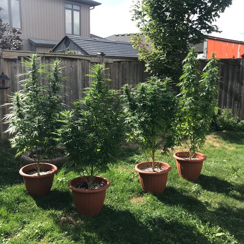 Wedding Cake (topped) growlog timeline photo