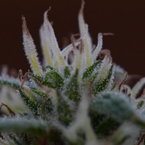 Wedding Cake (topped) growlog timeline photo
