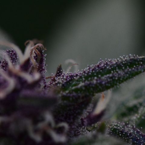 Wedding Cake (topped) growlog timeline photo