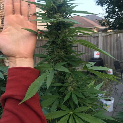 Wedding Cake (topped) growlog timeline photo
