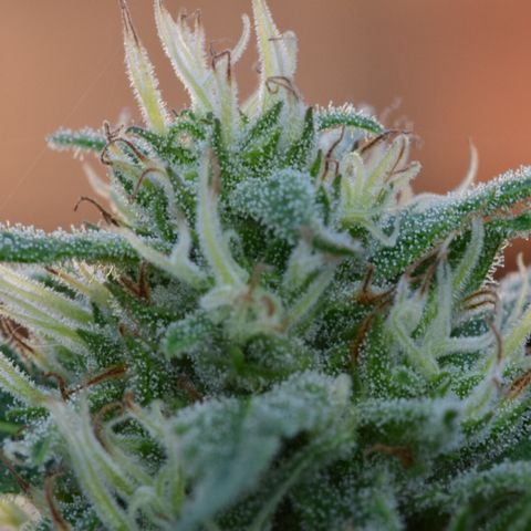 Wedding Cake (topped) growlog timeline photo