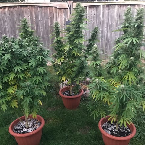 Wedding Cake (topped) growlog timeline photo