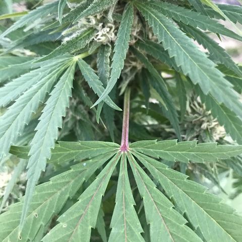 Wedding Cake (topped) growlog timeline photo