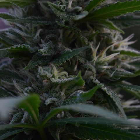 Wedding Cake (topped) growlog timeline photo