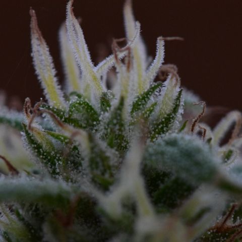 Wedding Cake (topped) growlog timeline photo