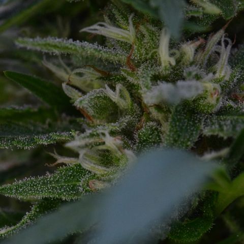 Wedding Cake (topped) growlog timeline photo