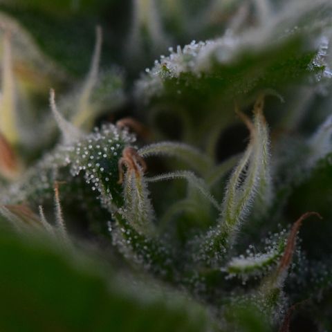 Wedding Cake (topped) growlog timeline photo