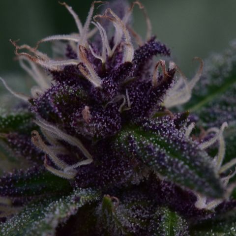 Wedding Cake (topped) growlog timeline photo
