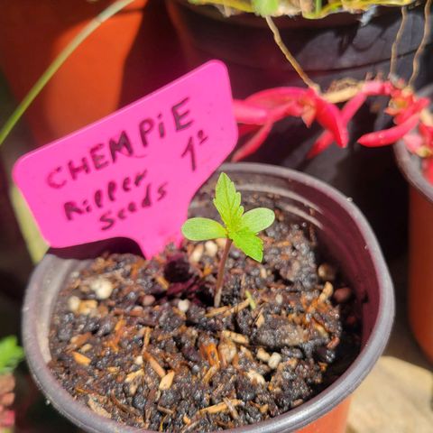 ChemPie #1 growlog photo: Las primeras hojas verdaderas superan en tamaño a los cotiledones.