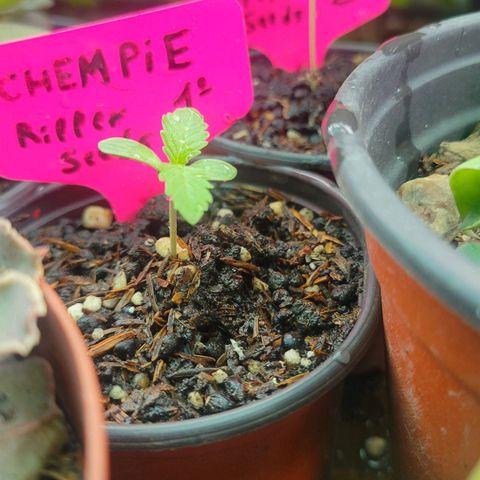 ChemPie #1 growlog photo: 150/200 ml de solución de inicium a 2ml/L