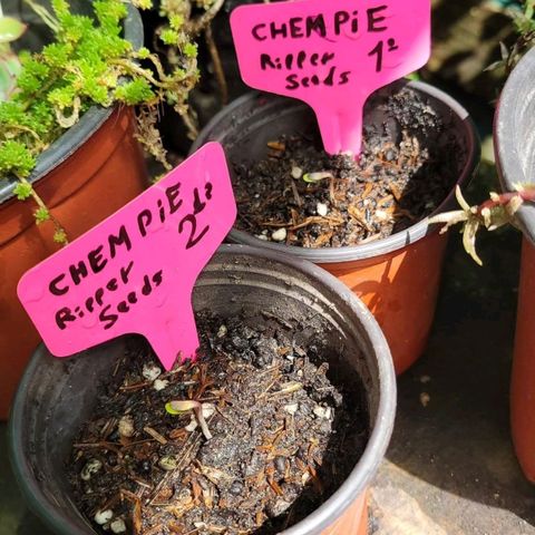 ChemPie #1 growlog photo: Chempie 1 y 2 rompen tierra.