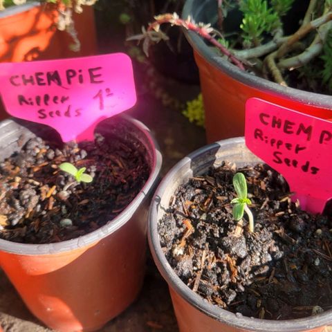 ChemPie #1 growlog photo: Chempie 1 y 2 comienzan a salirles las primeras hojas verdaderas 