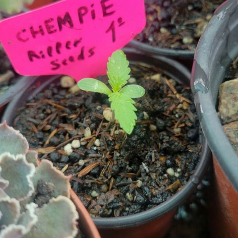 ChemPie #1 growlog photo: 150/200 ml de solución de inicium a 2ml/L