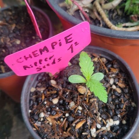 ChemPie #1 growlog photo: Crecimiento perfecto a pesar de la falta de luz en los últimos 2 días 