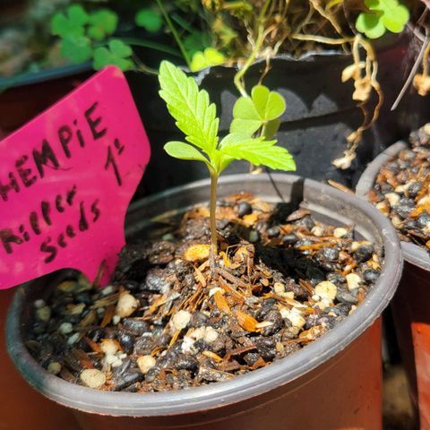 ChemPie #1 growlog photo: Saludable 