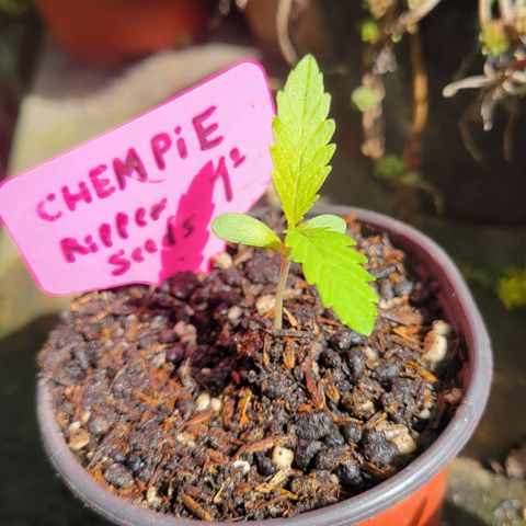 ChemPie #1 growlog photo: Aparecen los brotes del segundo par de hojas, se ven saludables y con un desarrollo similar 