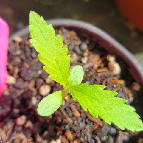 ChemPie #1 growlog photo: Aparecen los brotes del segundo par de hojas, se ven saludables y con un desarrollo similar 