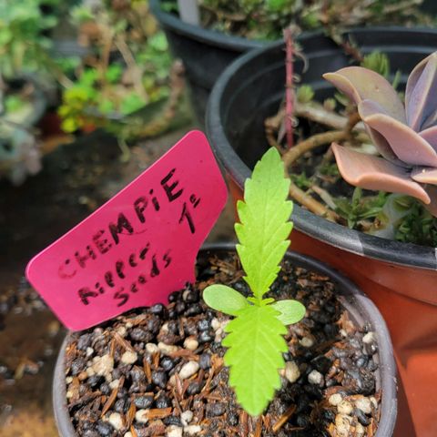 ChemPie #1 growlog timeline photo
