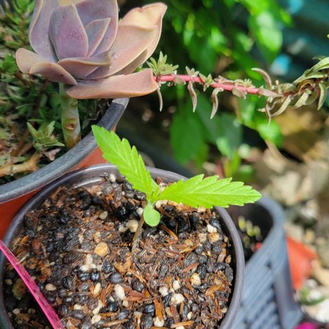 ChemPie #1 growlog timeline photo