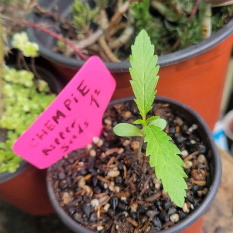 ChemPie #1 growlog timeline photo