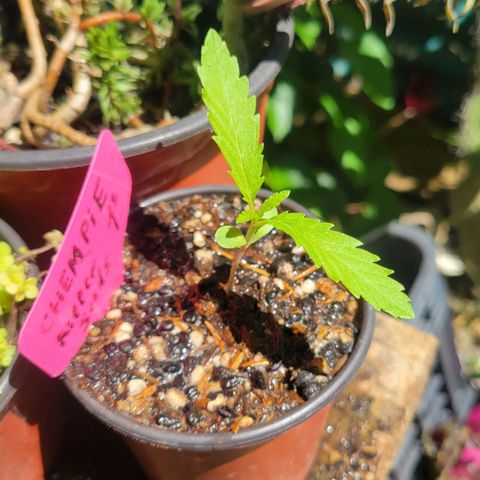 ChemPie #1 growlog timeline photo