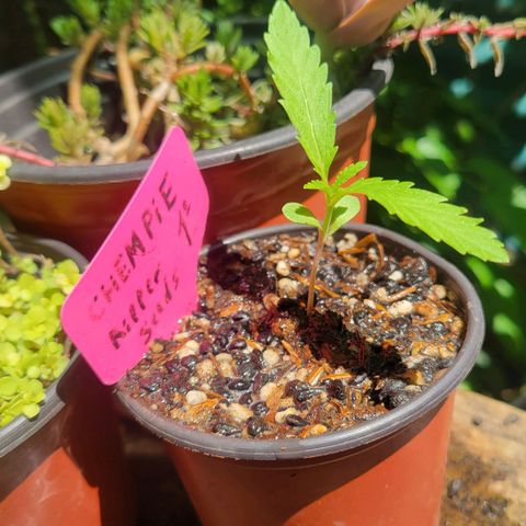 ChemPie #1 growlog timeline photo