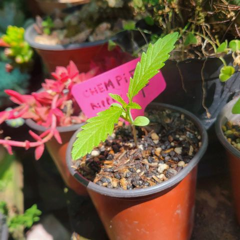 ChemPie #1 growlog timeline photo