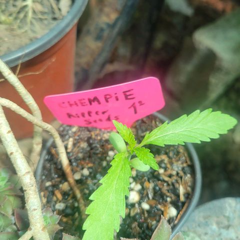 ChemPie #1 growlog timeline photo