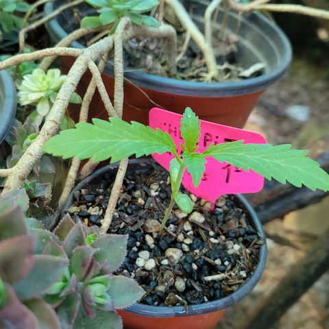 ChemPie #1 growlog timeline photo
