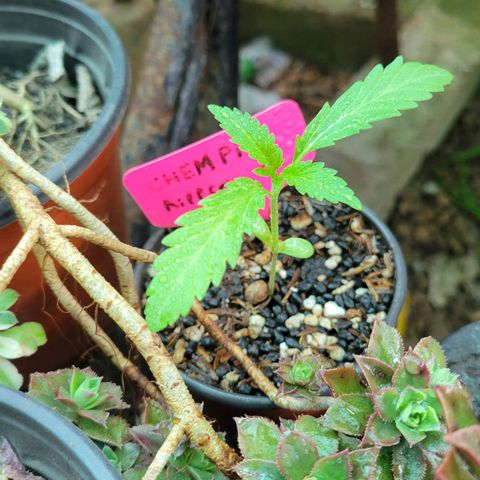 ChemPie #1 growlog timeline photo