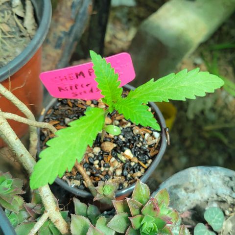 ChemPie #1 growlog timeline photo