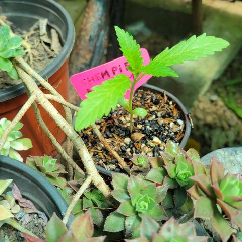 ChemPie #1 growlog timeline photo