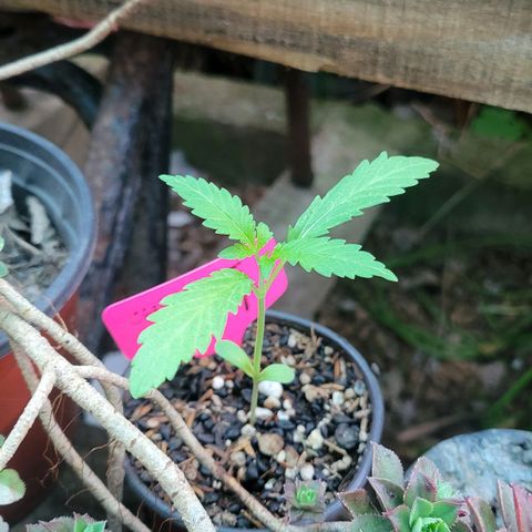 ChemPie #1 growlog timeline photo