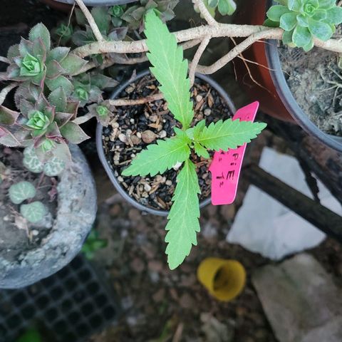 ChemPie #1 growlog timeline photo